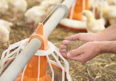 Nation reels towards poultry shortage